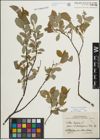Foto von Salix hastata L.
